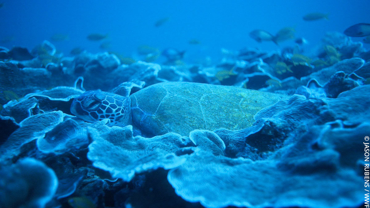 wwf_uk's tweet photo. Scientists have made a rare discovery of a coral reef full of wildlife! 🌊

The reef was found off the coast of Kenya and Tanzania. It's a wildlife hotspot, with spinner dolphins and dugong! If we protect the ocean, more areas like this can continue to thrive. #OceanHero https://t.co/uXf4UH5yX3
