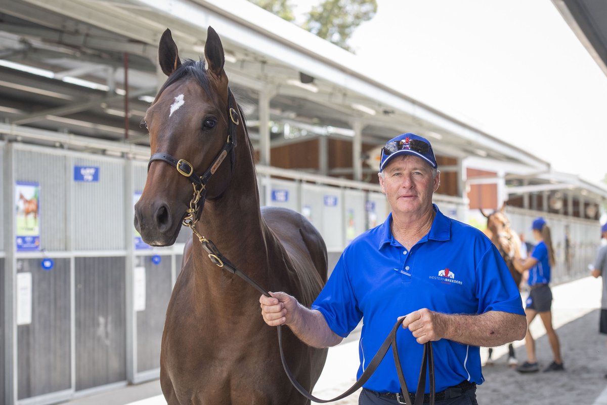 mmsnippets's tweet photo. Lot 122 - the Playing God colt from Countess of Tiba was purchased as a weanling from the Mungrup Stud Online Dispersal for $50,000. Westbury Park bought him there and today sold him for $160,000 to @MortonRacing at the Perth Yearling Sale. 
#WestIsBest #MMWA21 https://t.co/wMsiIb60vL