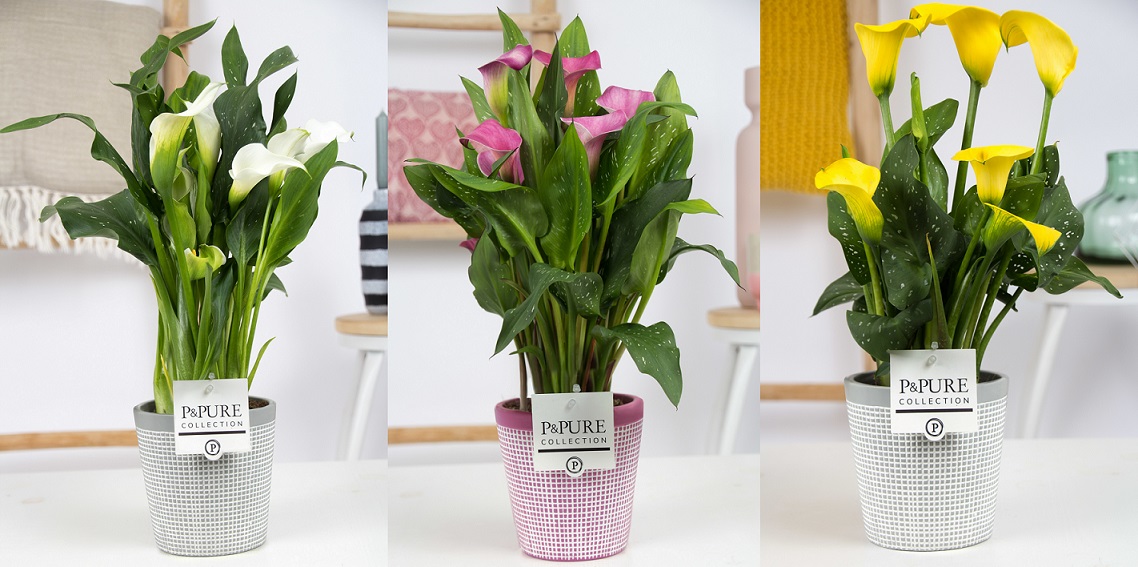 Er is #mooiweer op komst, kortom we willen nog meer #gezelligheid !! Dat kan #prima met onze #Calla mix in onze #Pure Clay pot. Vanaf #maandag is deze weer leverbaar <a href="/PPurecollection/">P&Pure Collection</a>.