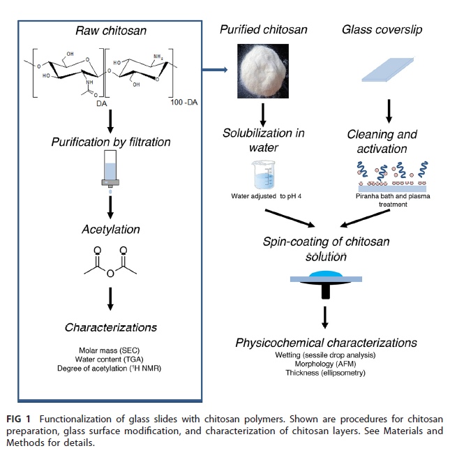 IdylleLabs's tweet photo. #CHITOZEN👉🏽what can we do with chitosan-coated coverslips?🤔Have a look at this great study published by the team of Tâm Mignot, Olivier Theodoly, Guillaume Sudre &amp; Laurent David 
https://t.co/DiKQsUXmd7

#bacteria🦠#surface #imaging🔬#SingleCell #microfluidics https://t.co/UII8ehYK70