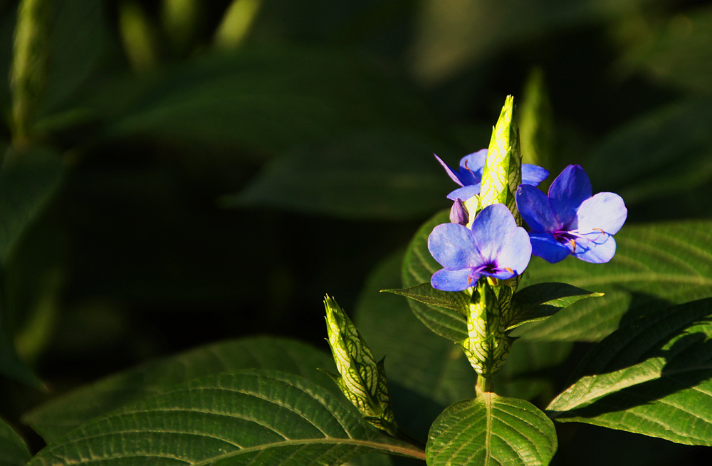 palmstreetapp's tweet photo. The intense rich blue flowers of Blue Sage bring color to the darkest days of the year. How do you like it?

#flowertoday #growyourown #plantstory #lovemygarden #flowers #flowerarrangement #floweroftheday #identifyplants #NaturePhotography #nature #naturelover #thursdaymorning https://t.co/SqKiREOGRk