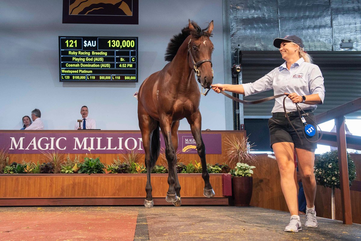 mmsnippets's tweet photo. Weeeeeeee! 

Lot 121 - the Playing God colt from Cosmah Domination was pretty happy selling for $130,000 at today's Perth Yearling Sale. He heads to champion trainer Neville Parnham. 

#WestIsBest #MMWA21 https://t.co/yA599LKL3J