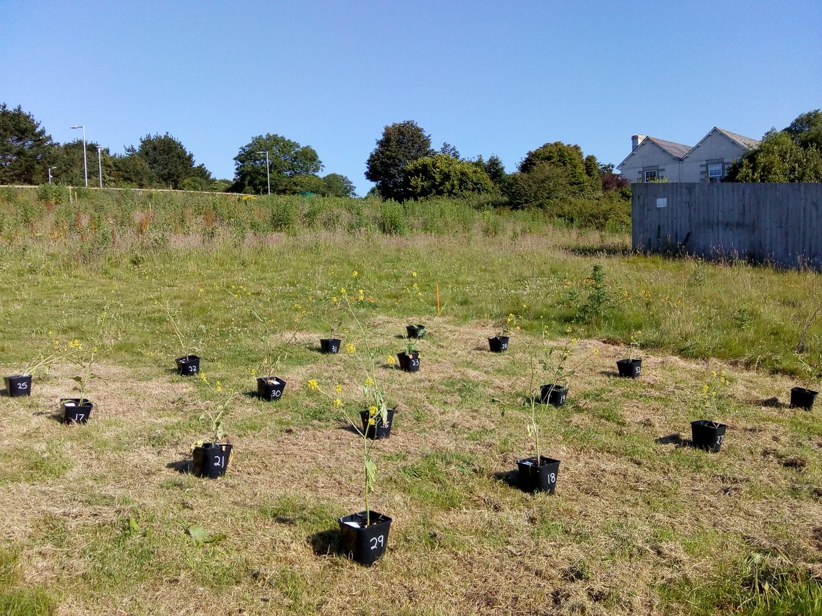 For dust, we placed plants out in road verges for 4 days to allow them to accumulate dust.We also sprinkled some plants with dust collected from roadsides with a dustpan and brush...