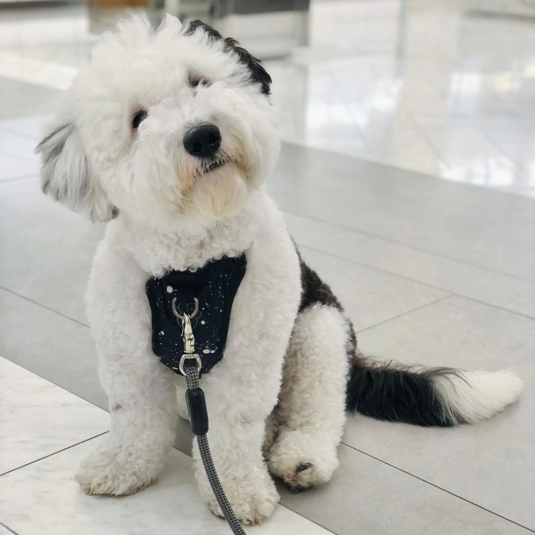 Congratulations to Miso, winner of the Snail Snuffle Toy giveaway!

His humans tell us:

"When he gets a brand new treat, he’ll do a 5 minute happy dance where he just tosses it the air and hops around it before eating it!"

We can't wait to see Miso's reaction when he finds wh