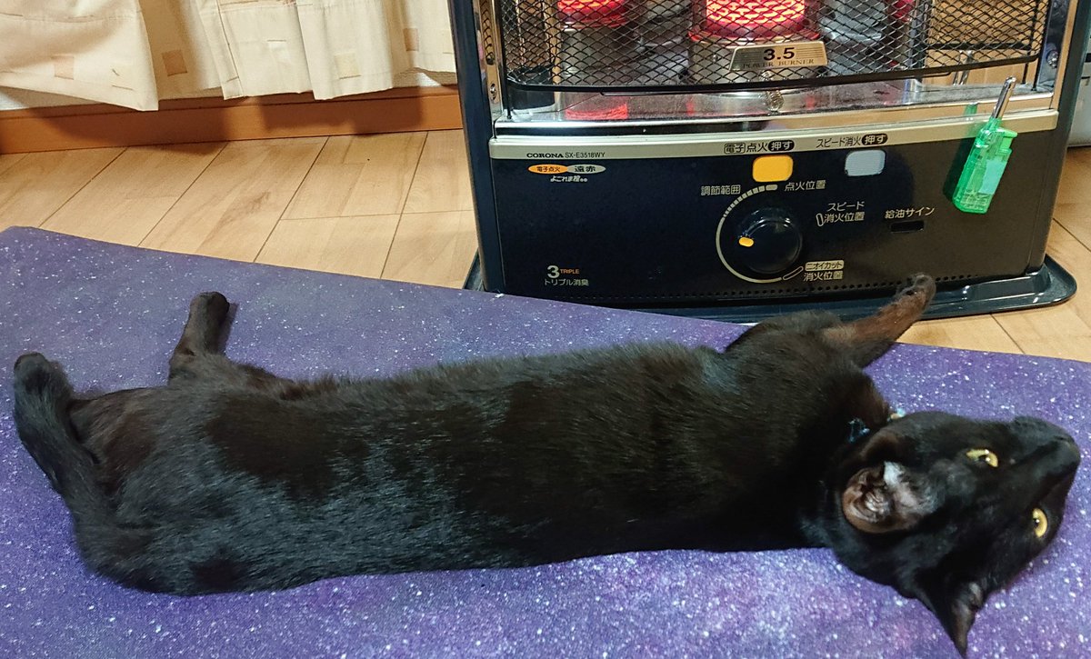 くお ん 先物バンザーイ O 皆様 お疲れ様です 今日は早く帰ってきてすでにお風呂 入ってます 寒いですね 我が家の黒猫様はストーブの前で伸びてます 黒猫 猫好きさんと繋がりたい 猫の写真へたくそ選手権 猫のいる生活 猫のいる幸せ