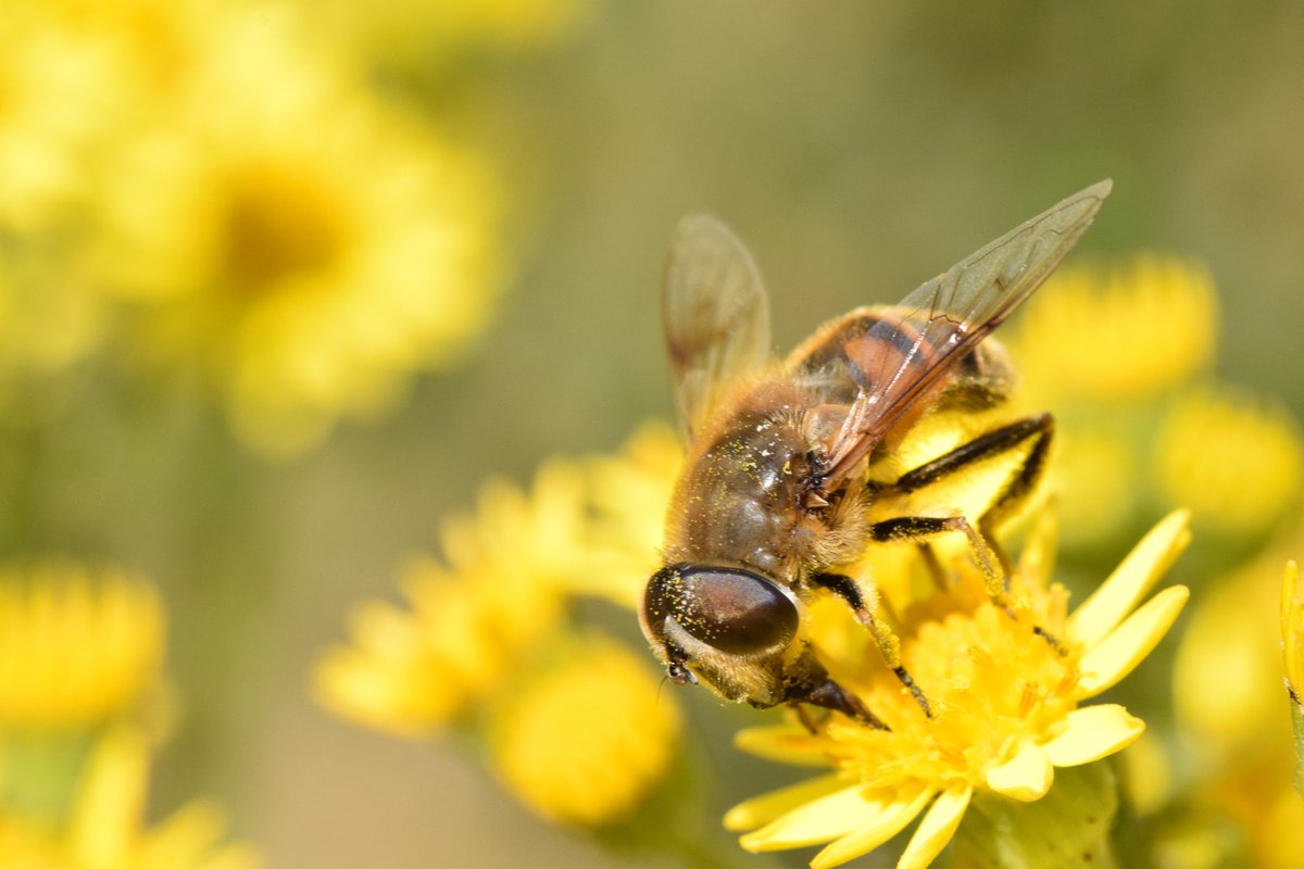 Our question: Is pollution making road verges less good for pollinators?To address this, we surveyed pollinators+flowers & measured pollution in verges.We then used experiments away from roads to test impacts of simulated pollution on pollinator activity and foraging.