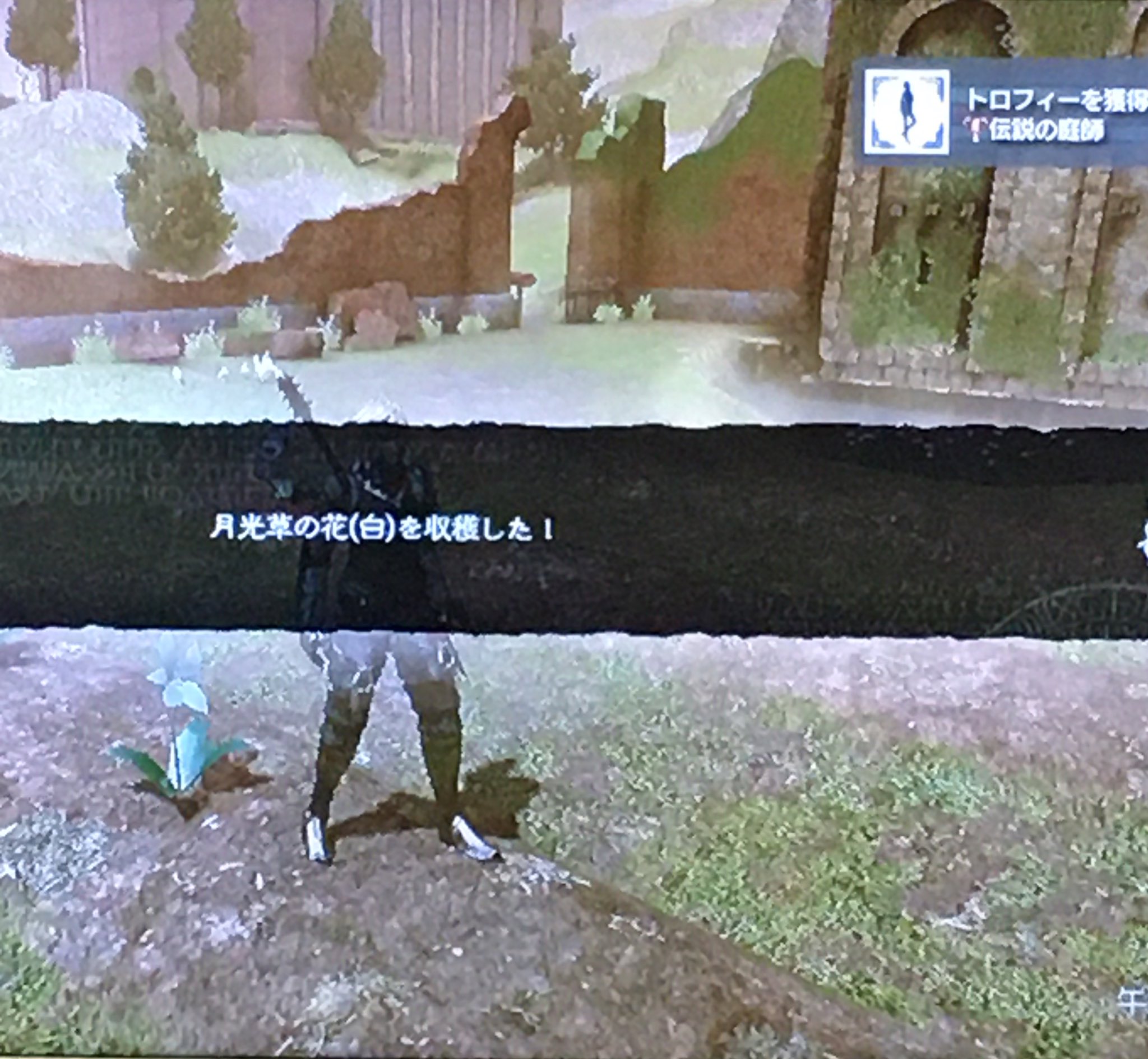 あられ 錯乱 天使 あー やっと生えた 月光草の花 白 三つの畝にひたすら橙と桃の種を植えて待って収穫 どんだけ時間かかったか 運悪すぎた ニーアレプリカント Nierreplicant Ps3