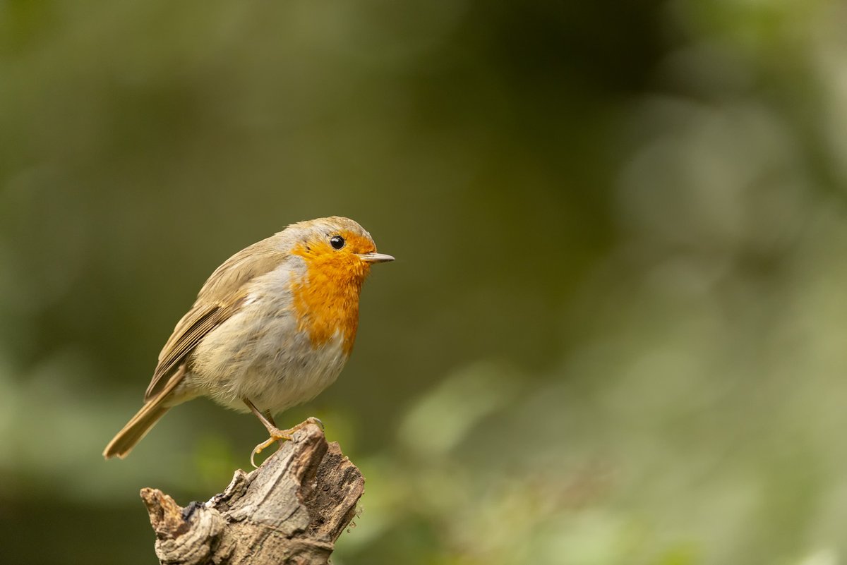 Esgarmont's tweet photo. La verdad es que este pequeñín es de los que no se asustan y aunque te vean llegar no se aleja.
The truth is that this little guy is one of those who are not scared and even if they see you coming, he does not move away. #petirrojo #baixllobregat #paseriforme #Erithacusrubecula https://t.co/cFboK8kEoS