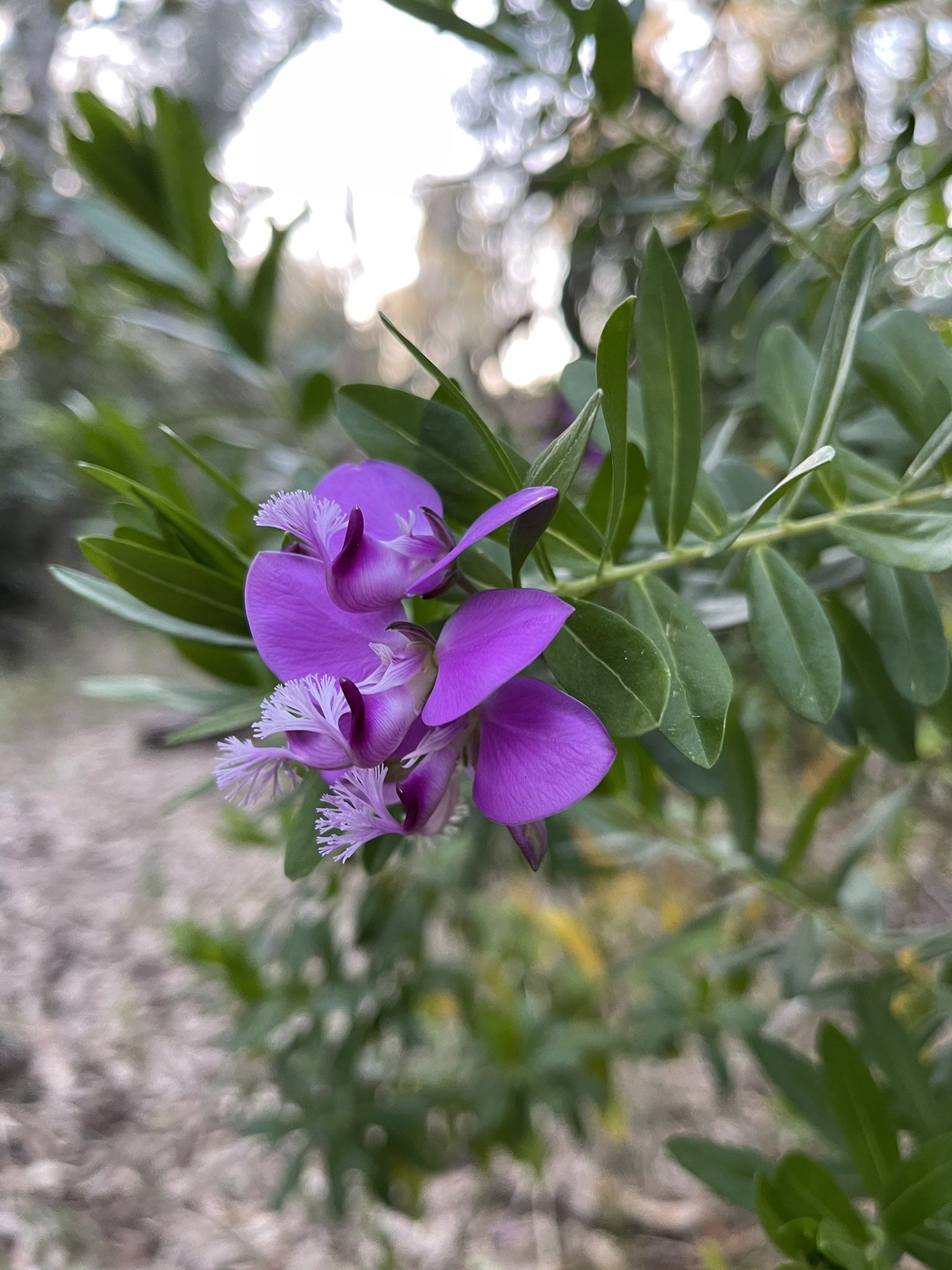 方舟子on Twitter 今日所见野花 桃金娘叶远志 Myrtle Leaf Milkwort 轮伞莎草 Umbrella Papyrus 白花草木樨 White Sweet Clover 红灌木猴花 Red Bush Monkey Flower T Co Ysaqxhaxqe Twitter 方舟子on Twitter 今日所见野花 桃金娘叶远志 Myrtle Leaf Milkwort 轮伞莎草 Umbrella Papyrus 白花草木樨 White Sweet Clover 红灌木猴花 Red Bush Monkey Flower T Co Ysaqxhaxqe Twitter