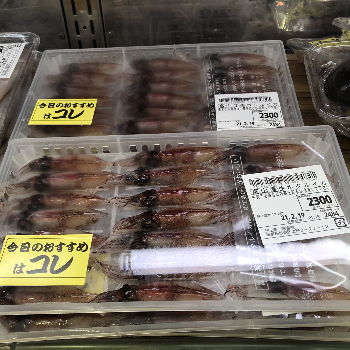 Images Of 旋尾線虫 Japaneseclass Jp