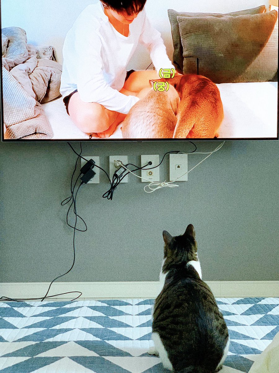 imyour_space's tweet image. 평소에 고양이 티비 틀어줘도 안 보던 살구도 텐 릴캠 틀어주니까 엄청 집중해서 봐ㅋㅋㅋㅋㅋㅋㅋ  #KitTENCamReact