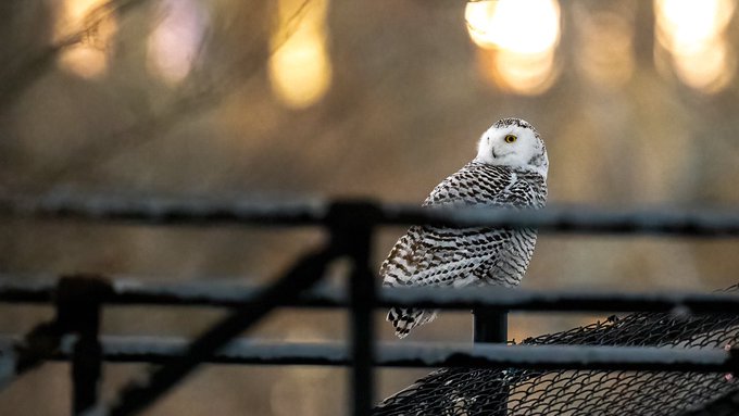 アメリカフクロウの面白い鳴き声 ニューヨーク セントラルパークで暮らす人気者バリーの可愛い映像 Petite New York