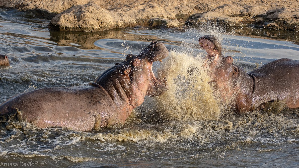 Hippos are social animals that love to hang out in groups of between 10 to 30 individuals. But, a group can sometimes have as many as 150!

What do you call a group of hippos?

#ZuruNaKWS

📸 Aruasa David