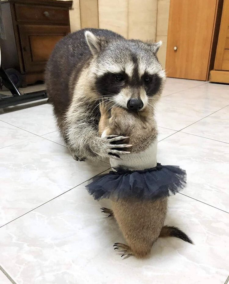 Raccoon Hugging Stuffed Raccoon | atelier-yuwa.ciao.jp