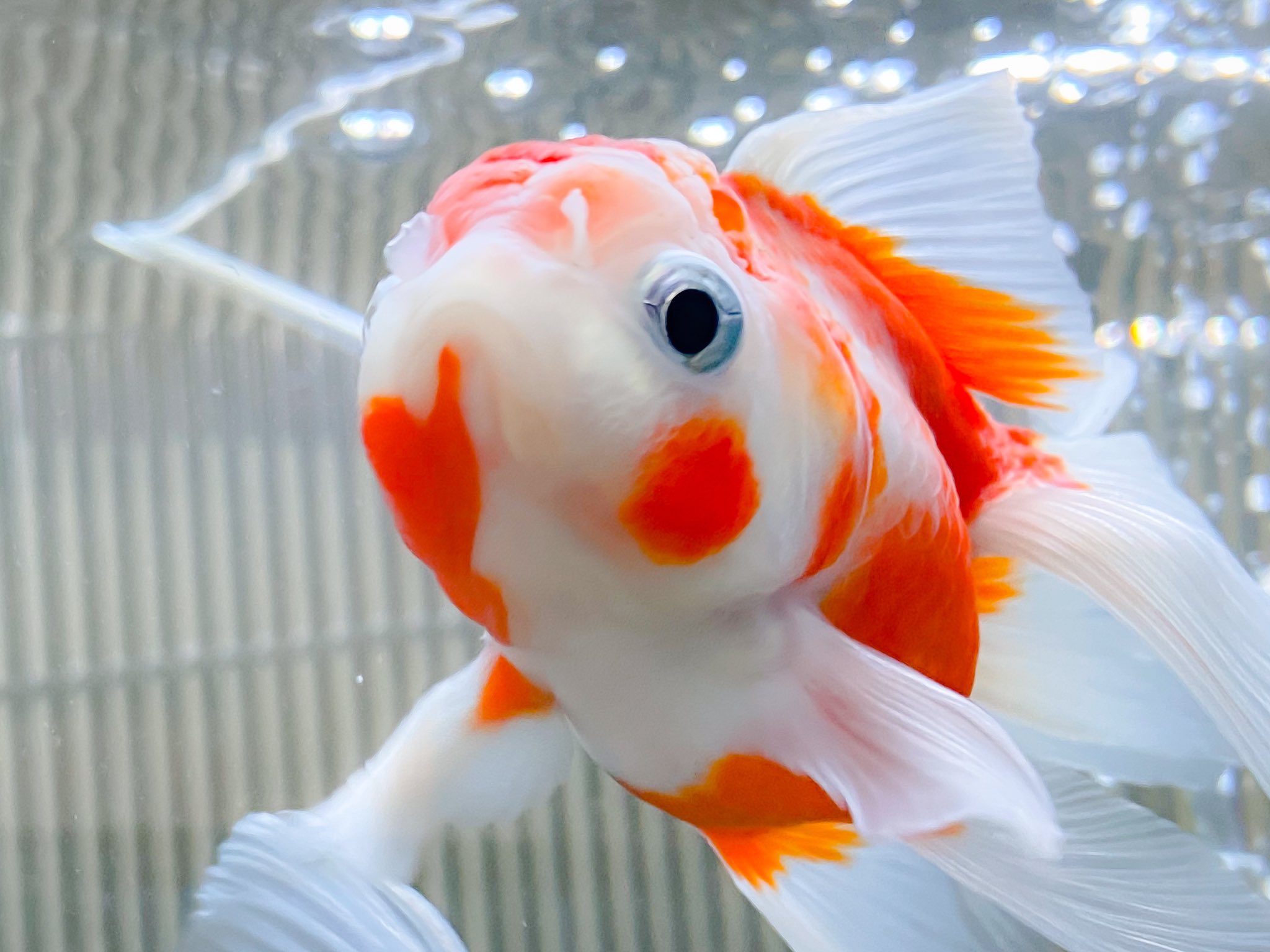 Minmin ほっぺちゃん 金魚 Goldfish 東錦 桜東錦 T Co Ausy3k3luz Twitter