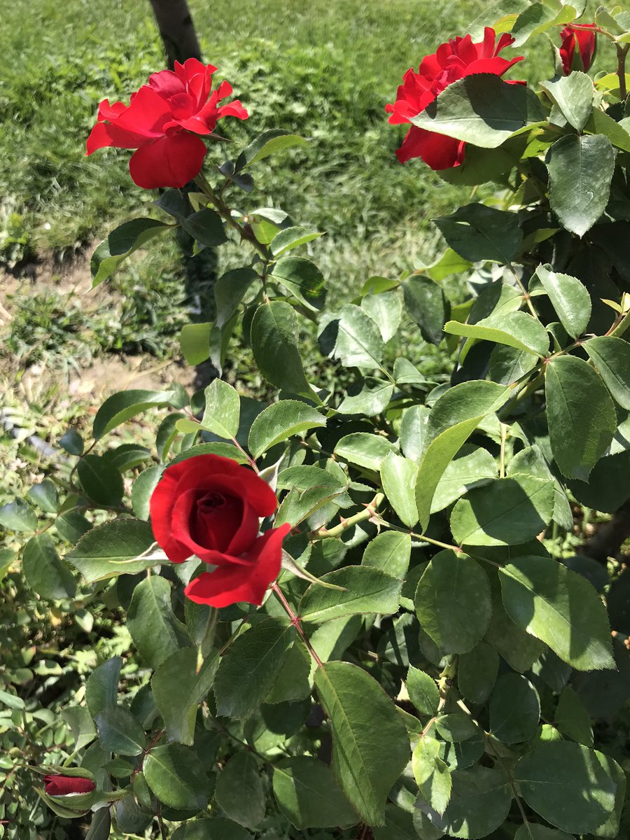 Her sabah yeryüzüne iki melek iner.
Biri
Ya Rabbi, infak edip iyilik edenin malının yerine yenisini ver, der
Diğeri de
Ya Rab cimrilik edenin malını telef et, diye dua eder

Buhârî, Zekat 27, Zekat 57

Hayırlı kandiller

Sağlıklı ve huzurlu sabahlar dileğiyle
___Günaydın 🌹