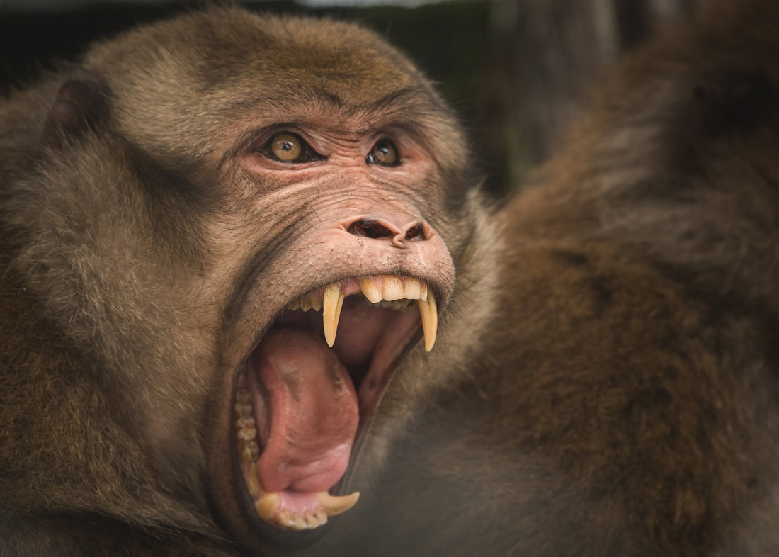 Secara umumnya, virus denggi ada 4 serotip seperti berikut: DENV-1, DENV-2, DENV-3 & DENV-4.Tetapi, pada tahun 2013 saintis mengumumkan penemuan serotip denggi baharu, iaitu DENV-5.Namun saintis mengesyaki bahawa serotip tersebut hanya tersebar dalam kalangan beruk sahaja.