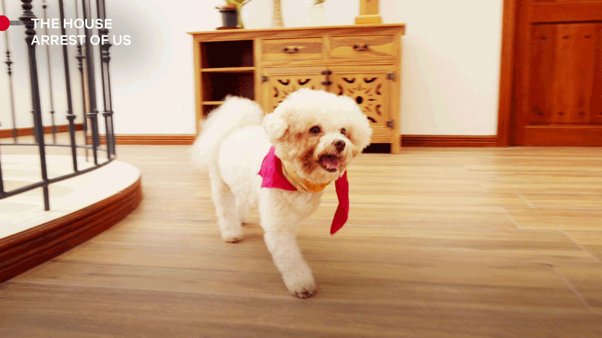 Netflix_PH's tweet photo. Make way for Summer Ford, the true star of The House Arrest of Us 🥺🐶 https://t.co/bDTwvqG9hb