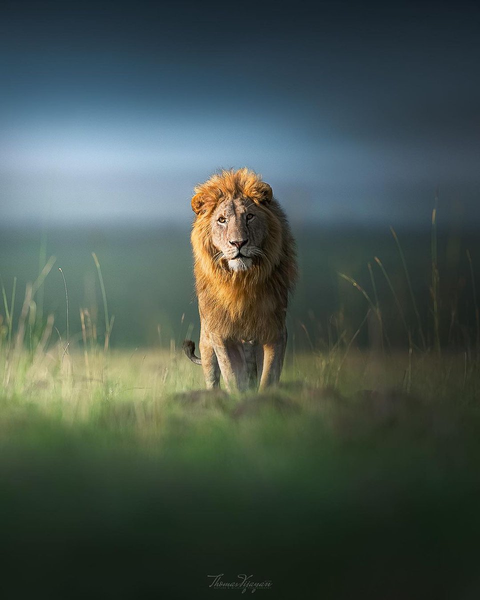 Good morning from The King in the Mara! Photo by <a href="/MeThomasVijayan/">Thomas Vijayan</a>