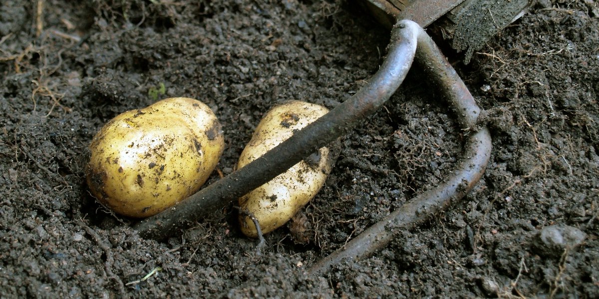 Tiesitkö, että: 

🥔 suomalainen käyttää vuosittain noin 60 kg perunaa?

🥔 perunan ravintoainesisältö on monipuolinen?

🥔 peruna on kevyttä?
Peruna 55 kcal (100g)
Pasta 106 kcal (100g)
Riisi 138 kcal (100g)

#Perunaviikko <a href="/peruna365/">#peruna365</a> 
Kuva: <a href="/sakariala/">Sakari Alasuutari</a>