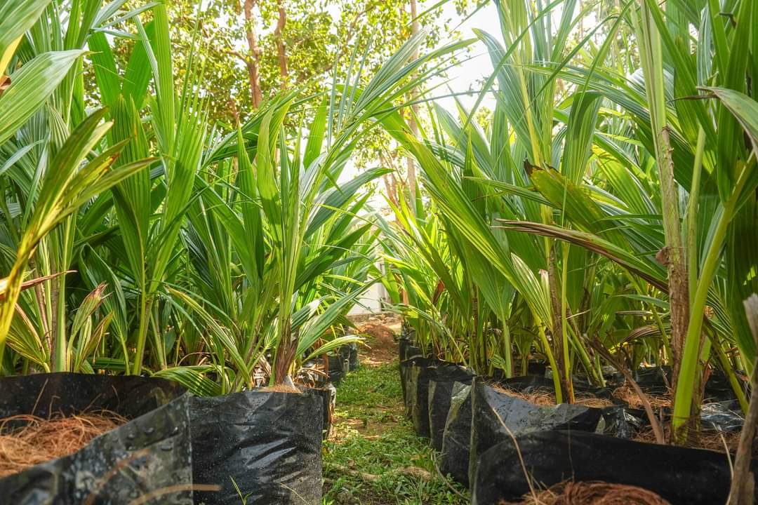 Star8GreenTech1's tweet photo. Date with #Nature
@DENROfficial Regional Executive Director Kit Moreno, #CENRO #Bagac Merliza Torre and Sec Jun Evasco together with Star 8 Officials and Ayta Magbukun Joseph Salonga led the #PlantPlantPlant of 1 Million Coconut last Feb 14, 2021. https://t.co/TiioSqvFC5