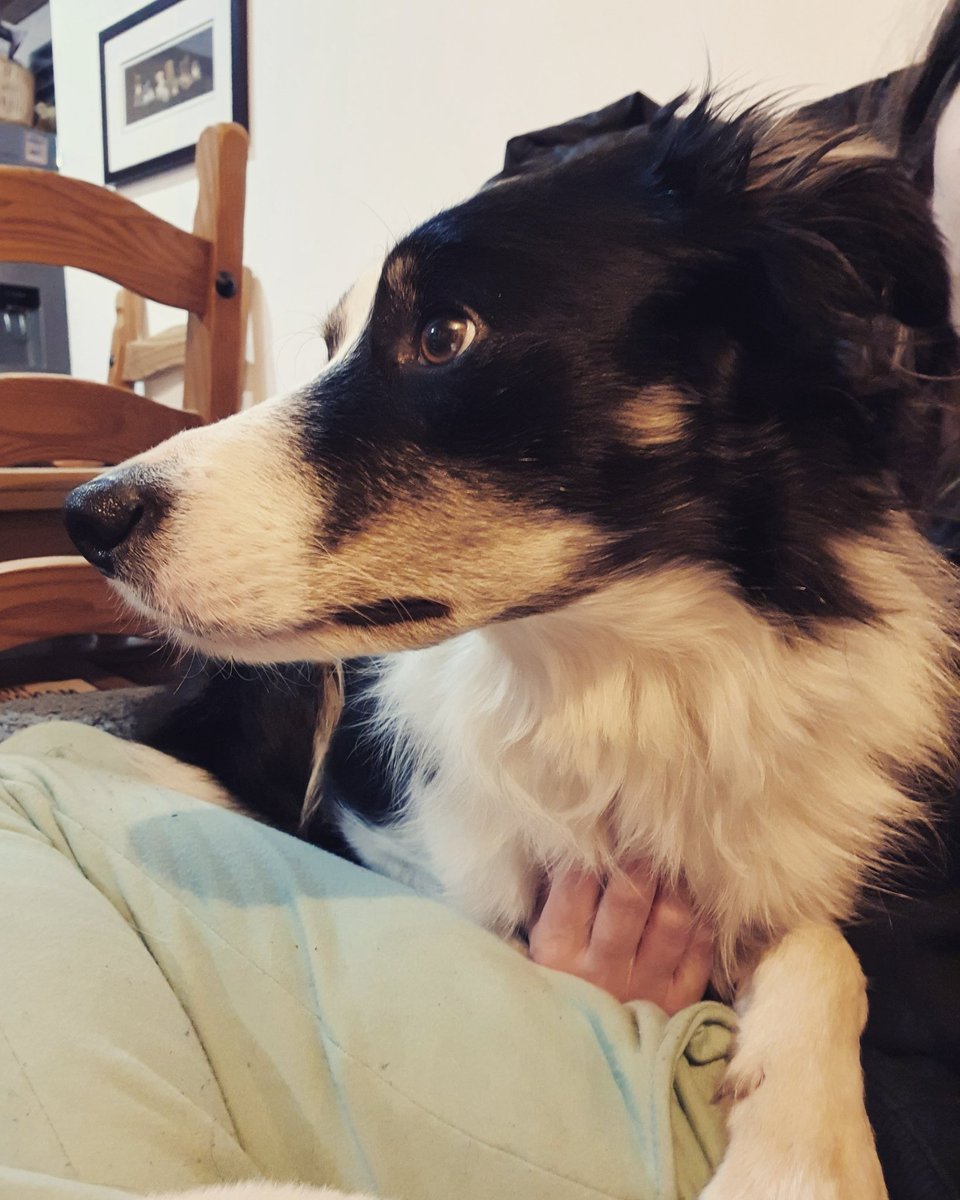 Shepherdesssoph's tweet photo. Is anyone else's collie this clingy?! 😅

He's totally my shadow 👥❤

#collie #colliesofinstagram #collielovers #colliedog #colliesofig #bordercollie #bordercollies #bordercollieslife #bordercollielove #bordercollielovers #bordercolliesofinstagram #drift https://t.co/XAYoccXiS2