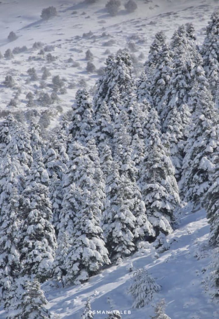 AkkarFrom's tweet photo. Morning snow #Joyce #Lebanon #akkar thank u joyce for  This peaceful white morning 😍@AkikiJoyce https://t.co/ARKYNXihfC