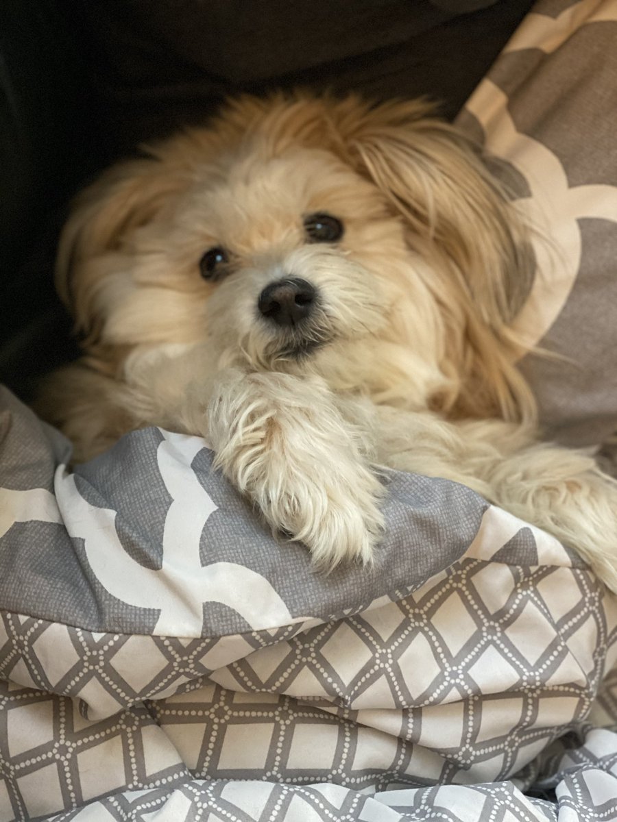 abbynaverysmom's tweet photo. @marcuslemonis @GoodSamFamily #InAGanderRV #WhatsInAGanderRV a fan blowing and snuggled with this sweetheart https://t.co/uDV2sSMW4u