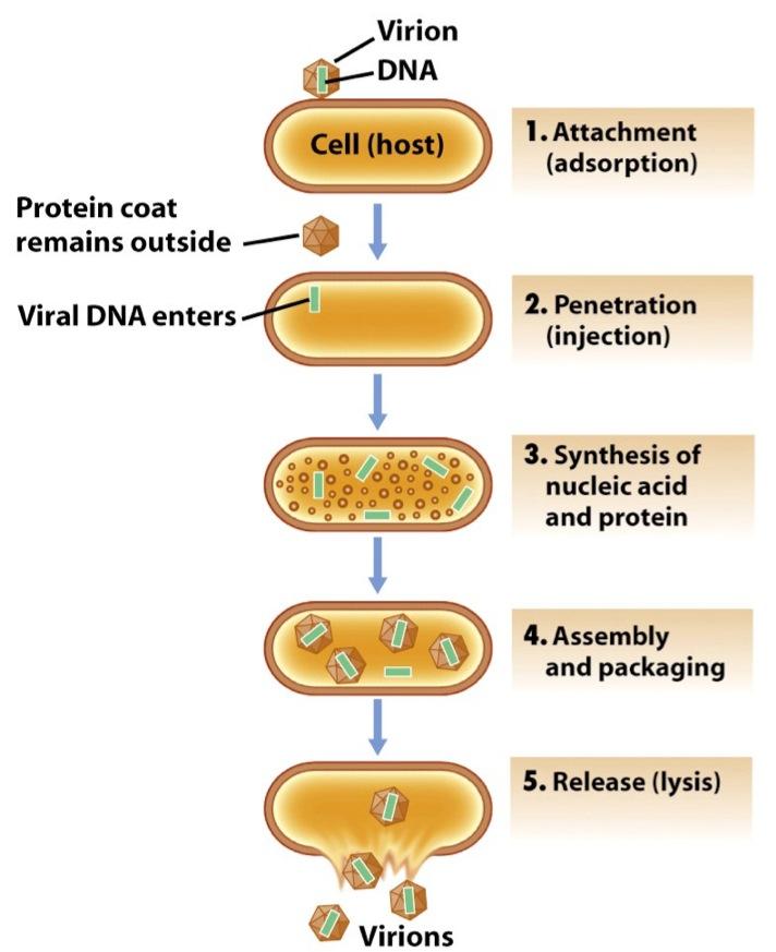 4. Virion yang baru ini seterusnya akan keluar daripada sel perumah yang dijangkiti, untuk menjangkiti sel perumah yang baru.