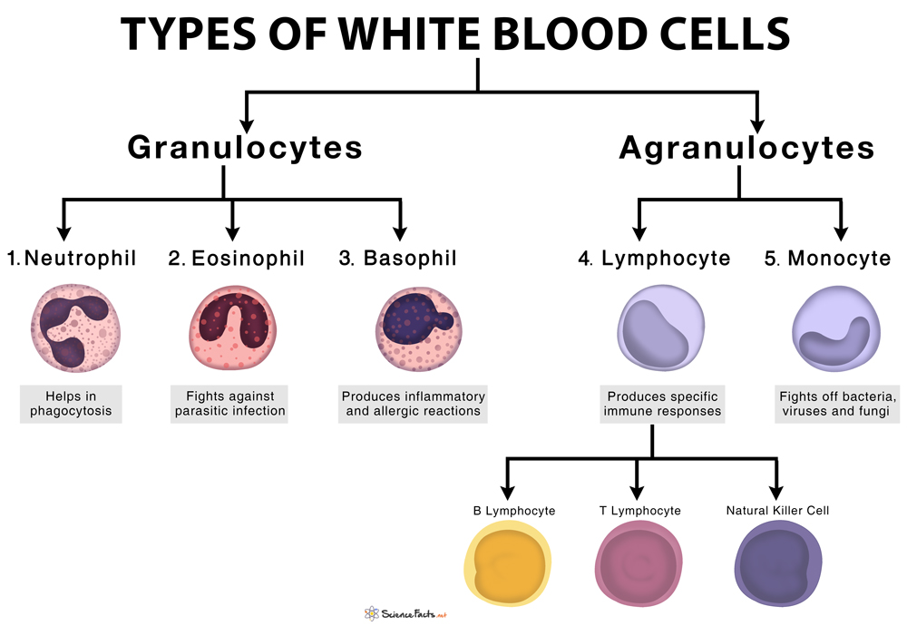 Деление клеток крови. WBC (White Blood Cell. Blood Cells Types. Лейкоциты белые клетки крови. Лейкоциты это белые кровяные клетки.