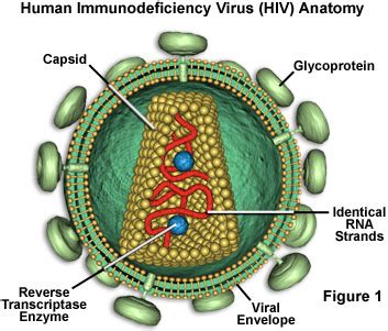 Seterusnya HIV.HIV atau Human Immunodeficiency Virus ni ada dua jenis tau, iaitu HIV-1 (turut dikenali sebagai Major HIV) & HIV-2.