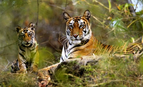 DishaVarma9's tweet photo. Pench is likewise astoundingly delightful – a moving scene hung over the delicately undulating Satpura Hills – and it's no big surprise that Kipling set The Jungle Book here.
#PenchNationalPark
https://t.co/zjC909LV6f https://t.co/wqFhBOzdEb