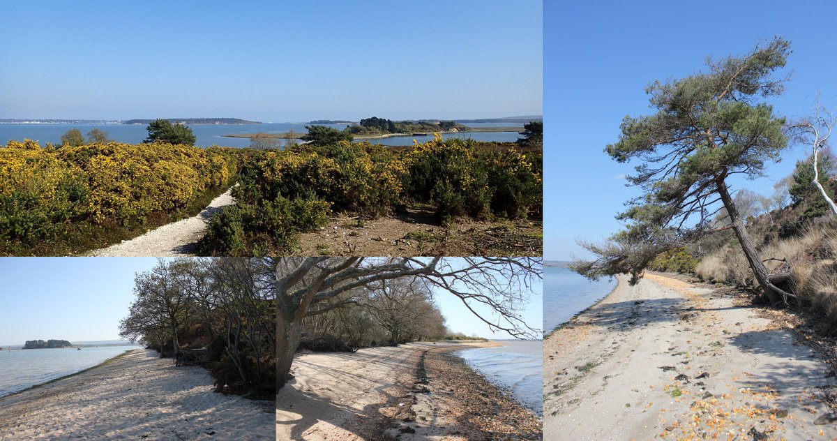 A2: Over the years, our most consistently visited walk is probably around @RSPBArne, great at any time of the year. Have never had a bad day there, but then there’s @dartmoornpa, @ExmoorNP, @BreconBeaconsNP, and anywhere by the sea. Variety wins. #DCTravChat