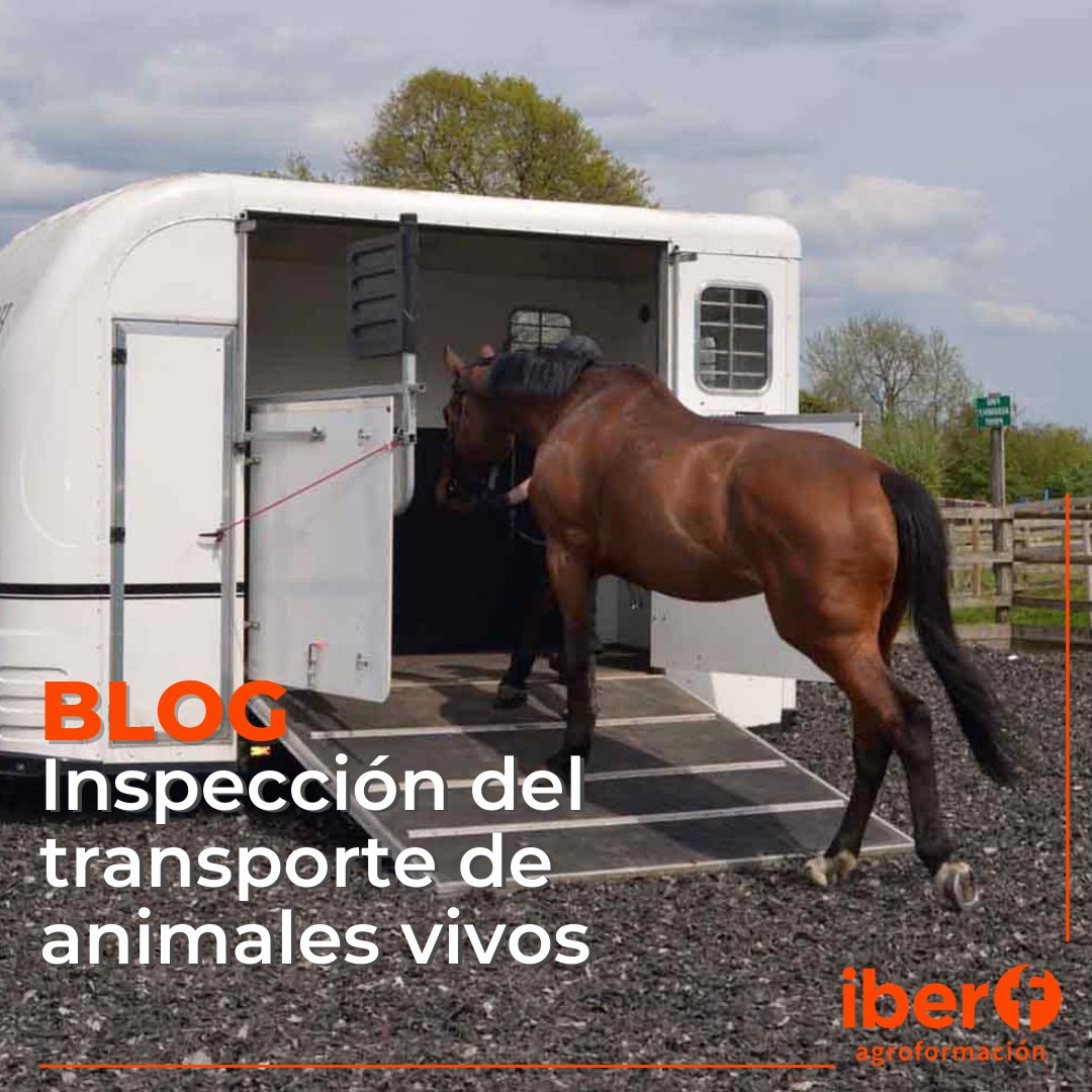iberforma's tweet image. 𝐈𝐍𝐒𝐏𝐄𝐂𝐂𝐈𝐎́𝐍 𝐃𝐄𝐋 𝐓𝐑𝐀𝐍𝐒𝐏𝐎𝐑𝐓𝐄 𝐃𝐄 𝐀𝐍𝐈𝐌𝐀𝐋𝐄𝐒 𝐕𝐈𝐕𝐎𝐒 | 

Los responsables tienen la obligación de portar durante el viaje una serie de documentos exigidos por la normativa en materia de bienestar y sanidad animal.

➕ INFO
agro.iberf.es/inspeccion-tra…