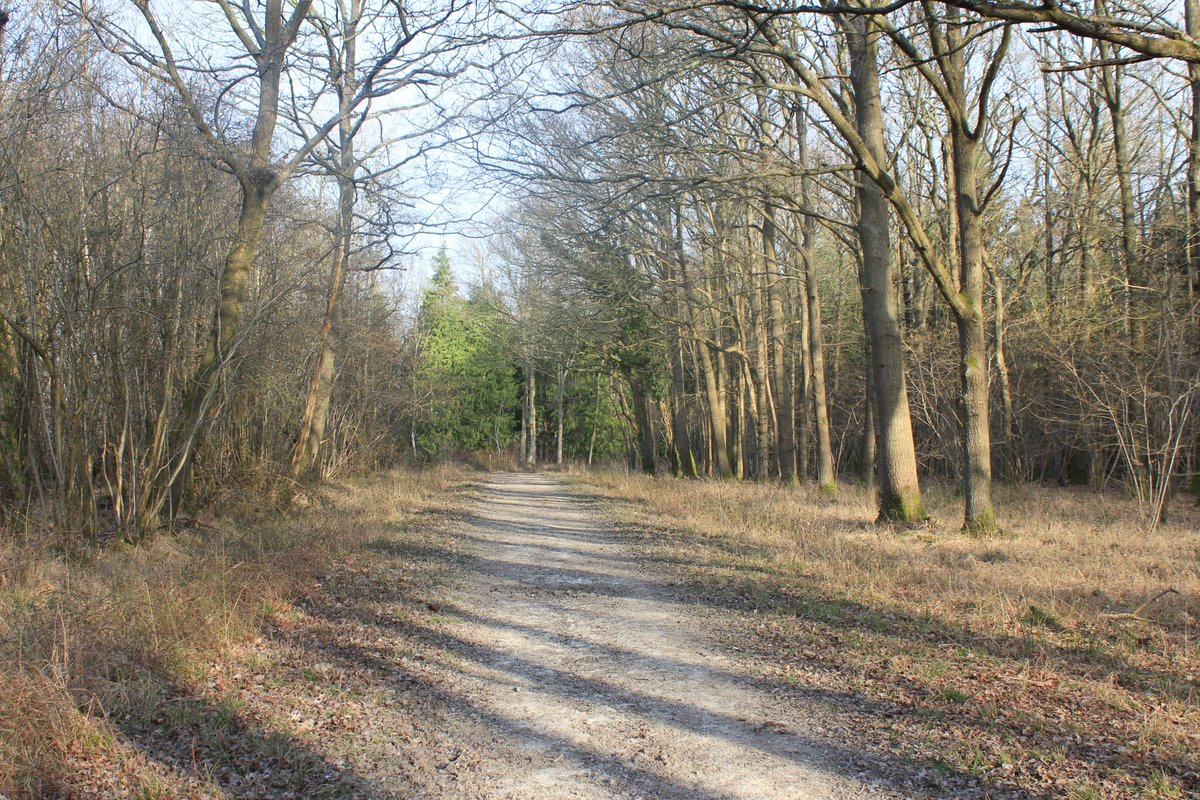 A1: Basing Woods, north Hampshire. It’s our current ‘favourite’ because it’s the largest local accessible space, but it’s not our favourite in terms of where we’d prefer to walk, even if restricted to the rest of the county. #DCTravChat