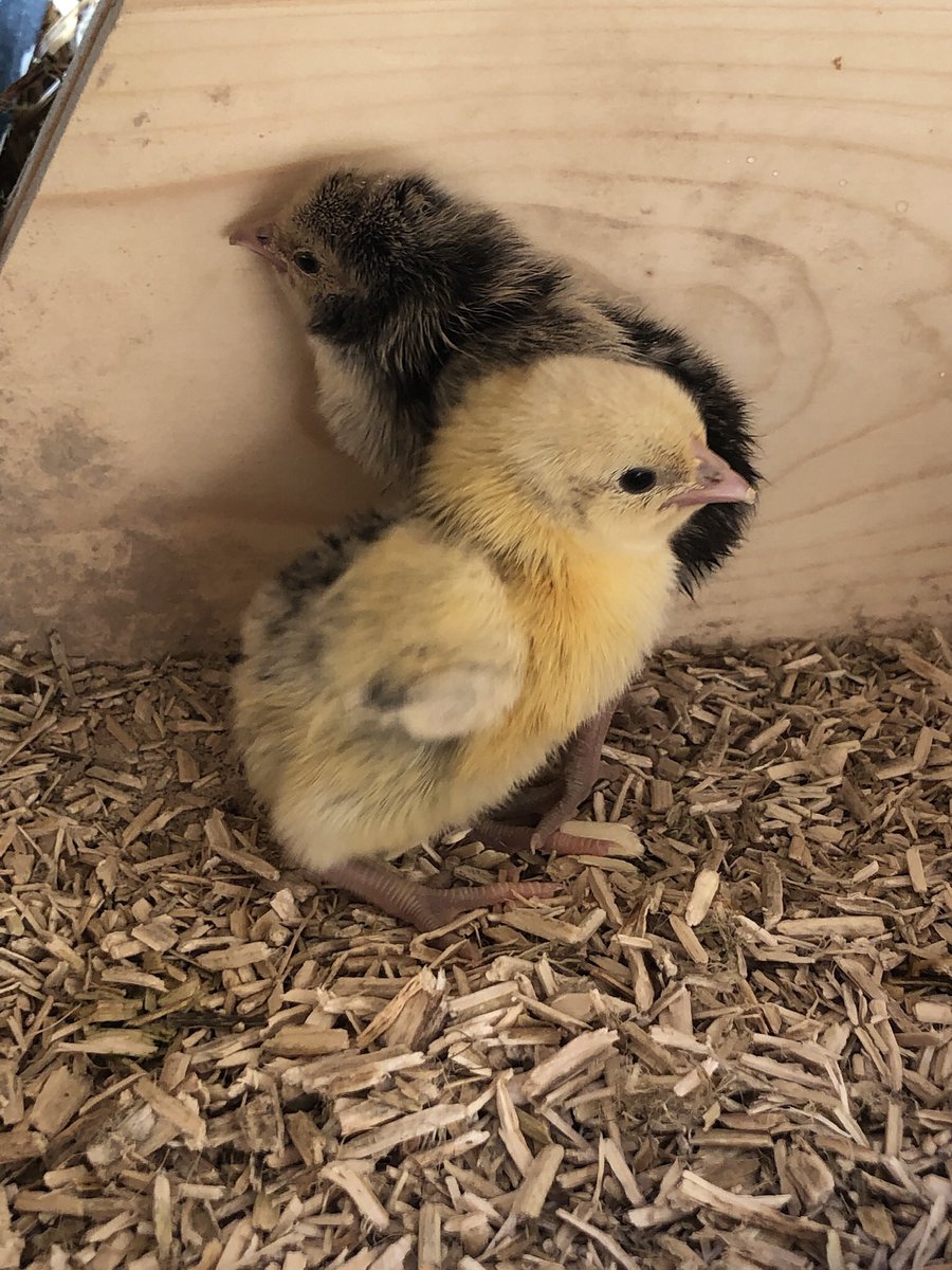 VValentineNews's tweet photo. Bought half a dozen eggs off eBay in lockdown 1.0. Sneaked them under my strongest hen, Clara the maran coucou. This was the day they hatched. And now, in lockdown 3.0, the chicks are all grown up &amp; have laid their first egg! #cluckdown https://t.co/t3DL1ZZdp3