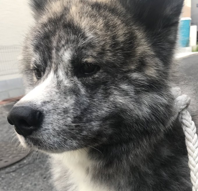 秋田犬は凛々しいらしいのtwitterイラスト検索結果