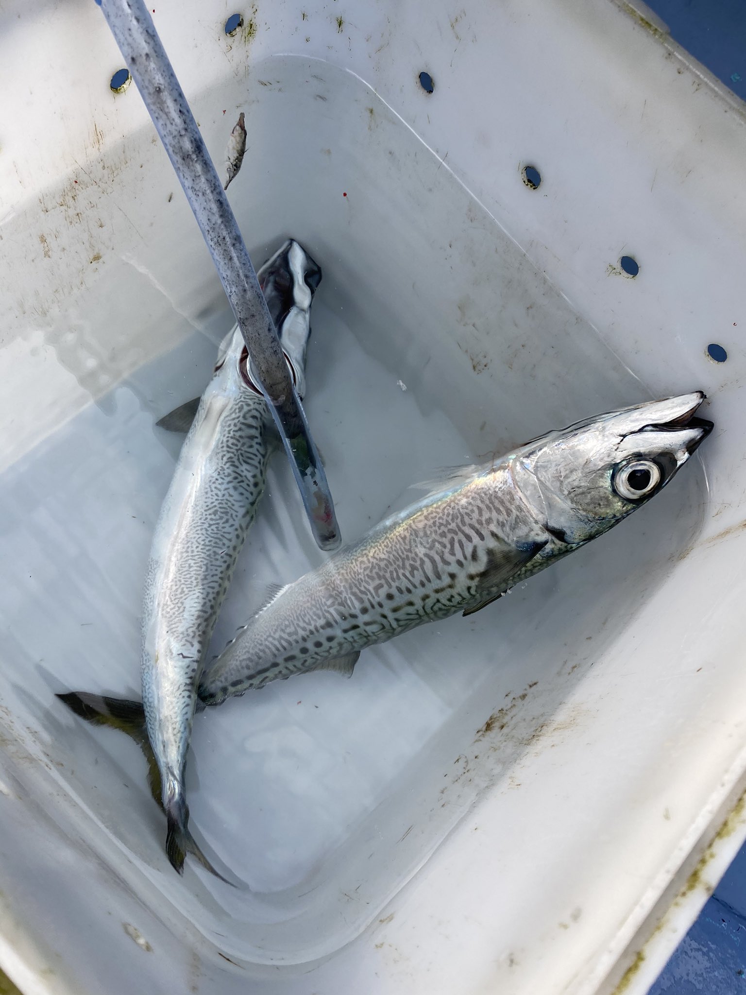 ウロコちゃん 釣りとご飯 サバが釣れました サバが食べてたこれは何の魚だろう 口が長い
