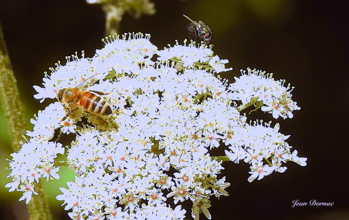 JeanDornac's tweet photo. Qu’il est bon de récolter le pollen ou simplement de se faire chatouiller l’abdomen sur ces jolies petites fleurs qui poussent à foison…#pollen #abeille #mouche #jolies #petites #fleurs #foison #chemins #forêts #bretonnes #Stanco #charme #Lannion #CôteArmor #Bretagne #France https://t.co/if3CXF31bV