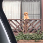 切なさ全開!仕事に行けなくなるからその顔やめてほしいw