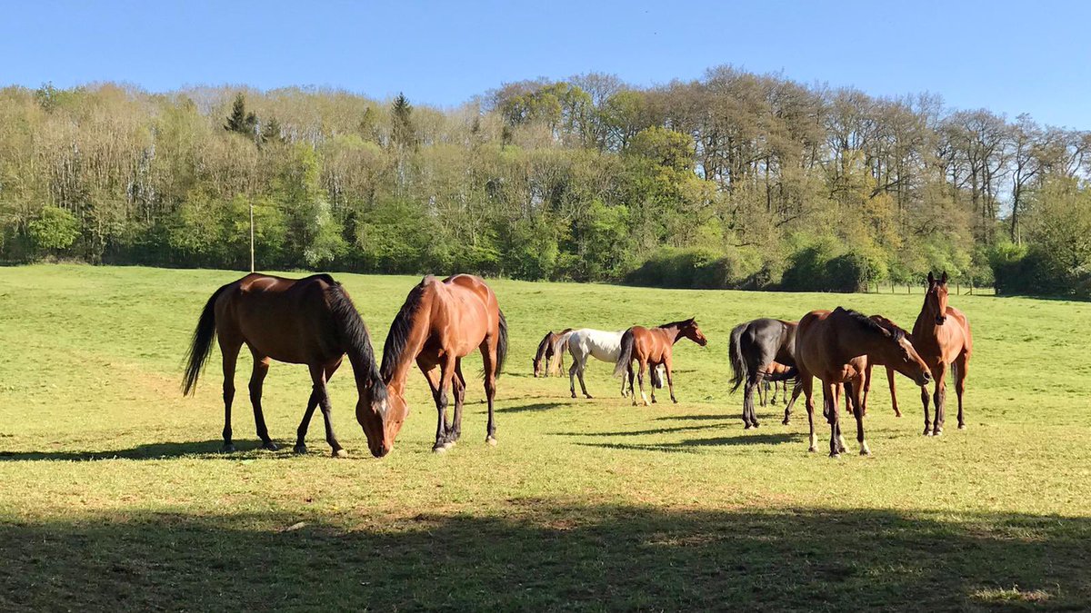 Anythingforlove runs in the Grade 2 Jane Seymour Hurdle @Sandownpark today for @jamiesnowden There will be plenty of catching up to do as her @C_HartEquine holiday companion Sandymount Rose runs in the same race. #catchingup #friends #Grade2