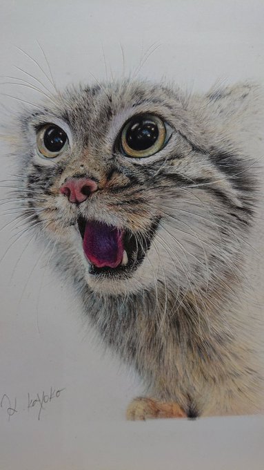 工房金竜 蜘蛛子作ってます S Recent Tweets 3 Whotwi Graphical Twitter Analysis