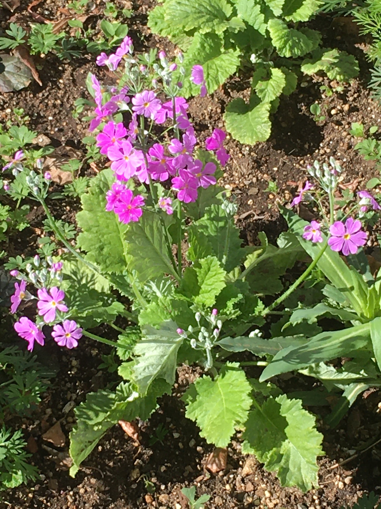 Tracy サクラソウの花言葉は 初恋 憧れ 純潔 だそうです T Co Ucw7bnqmya Twitter