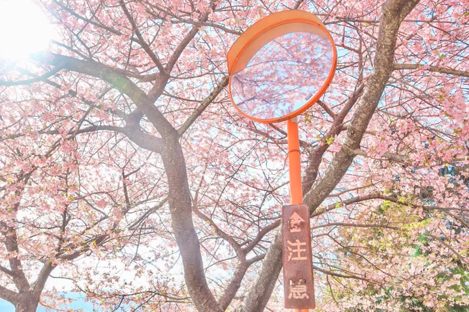 桜とカーブミラーの相性良すぎませんか?? 