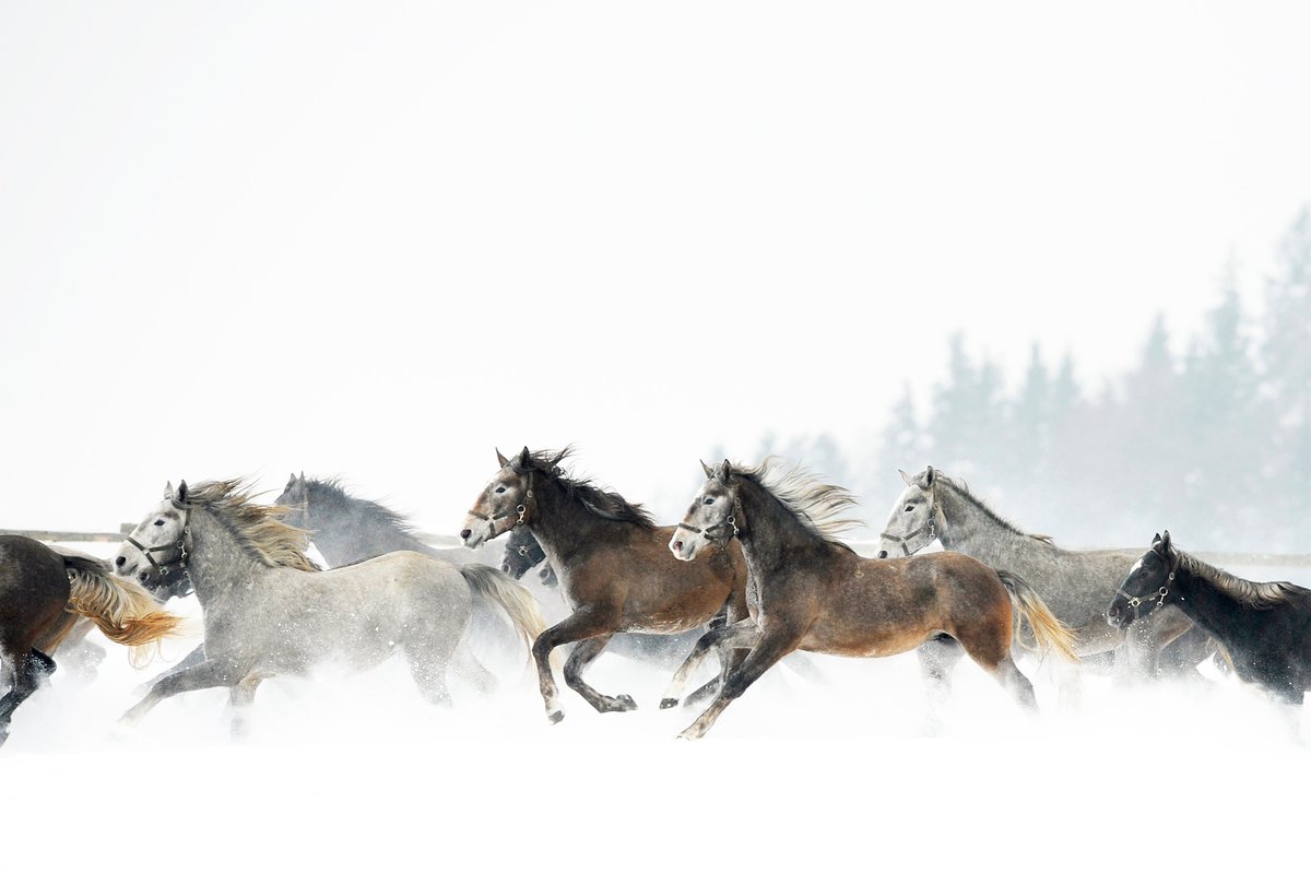 LBI ArchPro tweet media