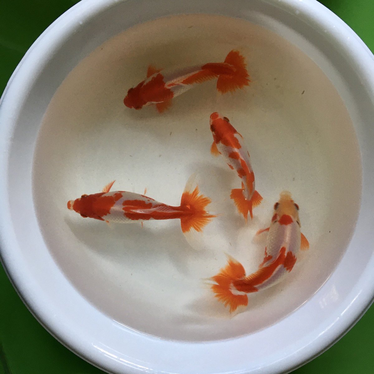 金魚愛好家 金魚愛好家