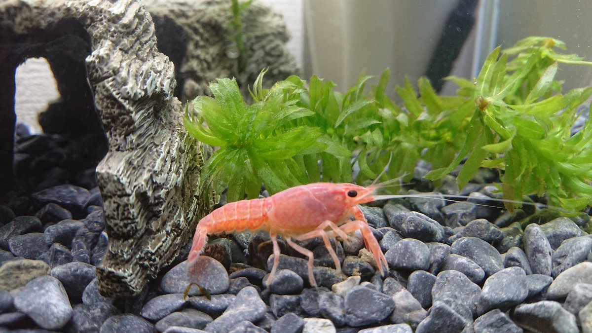 TV3DVAPI42aPr3R's tweet image. ザリガニ賢い😀
ザリガニすぐ大きくなる😀
ザリガニかわいい😀

#ザリガニ
#ピンクザリガニ
#脱皮