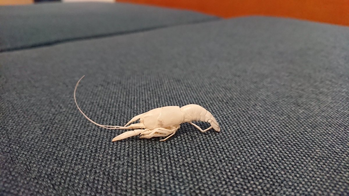 TV3DVAPI42aPr3R's tweet image. ザリガニ賢い😀
ザリガニすぐ大きくなる😀
ザリガニかわいい😀

#ザリガニ
#ピンクザリガニ
#脱皮