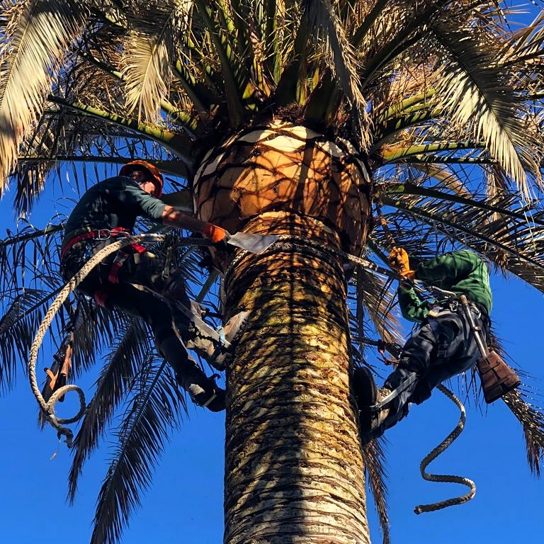 Todos para uno y uno para todos!! Nos encanta el trabajo en equipo. #TodoPalmeraTeam #Palmerero #TodoPalmera #Elche