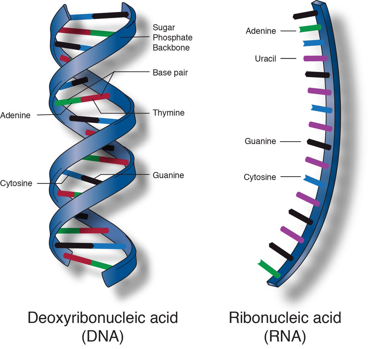 Itulah mutasi atau perubahan pada struktur virus tersebut.Umumnya, virus terdiri daripada dua kumpulan besar. Virus DNA dan Virus RNA. Kebolehan mutasi virus adalah bergantung kepada sama ada genomnya terdiri daripada DNA atau RNA tadi.